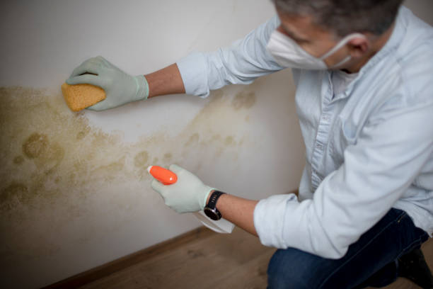 Best Attic Mold Remediation in Sparta, NC