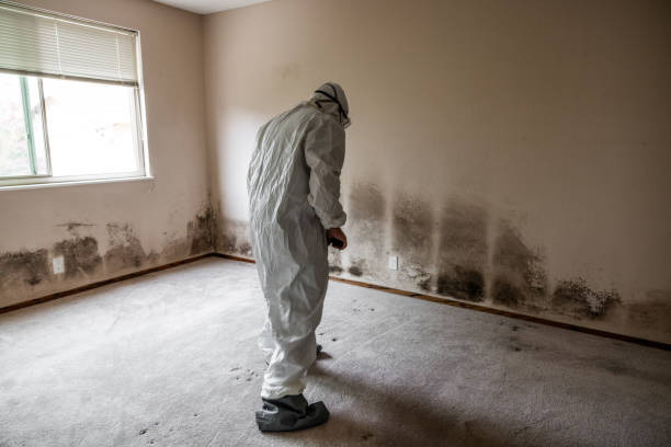 Best Post-Flood Mold Remediation in Sparta, NC